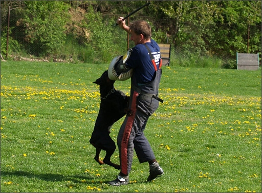 Dogs in training 5/2008